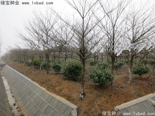 <a href='https://www.lvbad.com/linmuzhongzi/2197.html' target='_blank'>灯台树种子</a>