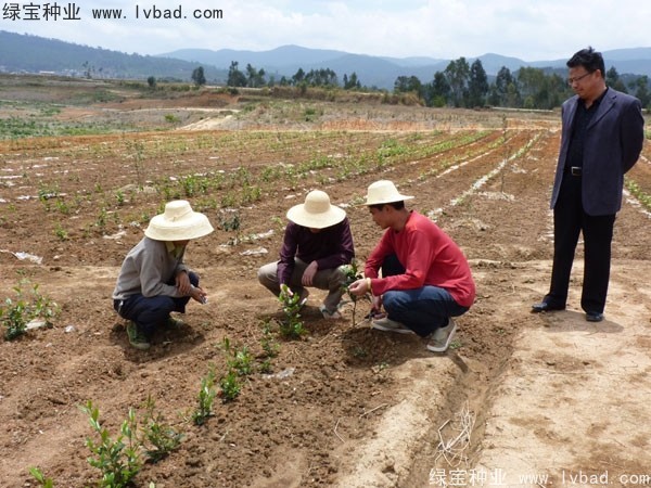 茶树<a href='https://www.lvbad.com/' target='_blank'>种子</a>