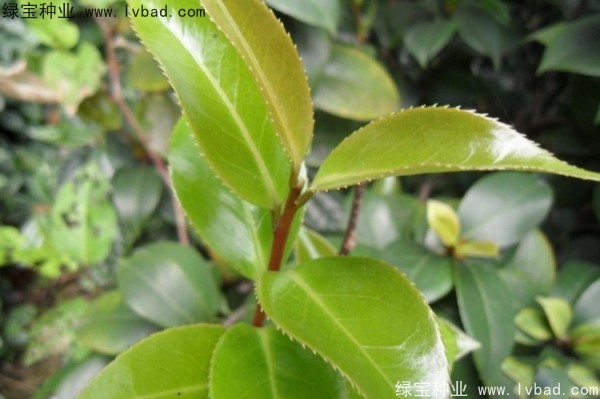 <a href='https://www.lvbad.com/linmuzhongzi/2198.html' target='_blank'>茶树种子</a>