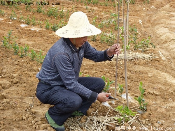 <a href='https://www.lvbad.com/linmuzhongzi/2198.html' target='_blank'>茶树种子</a>
