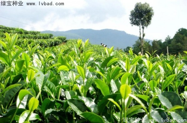 茶树种子