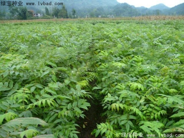 <a href='https://www.lvbad.com/linmuzhongzi/2199.html' target='_blank'>黄柏种子</a>