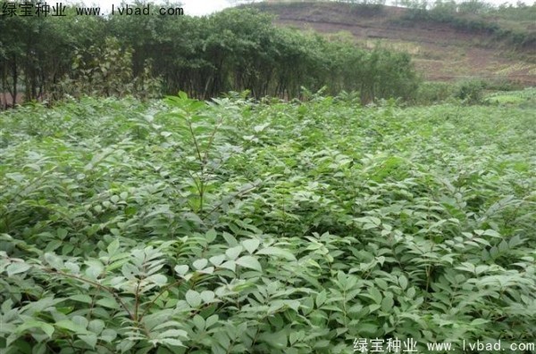 <a href='https://www.lvbad.com/linmuzhongzi/2199.html' target='_blank'>黄柏</a><a href='https://www.lvbad.com/' target='_blank'>种子</a>