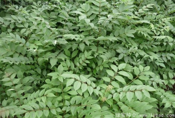 <a href='https://www.lvbad.com/linmuzhongzi/2199.html' target='_blank'>黄柏种子</a>
