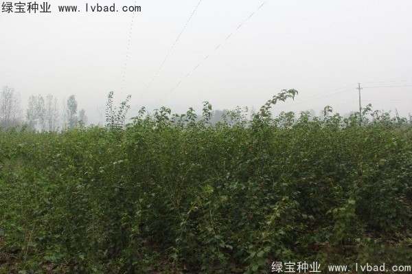 <a href='https://www.lvbad.com/linmuzhongzi/2200.html' target='_blank'>青榨槭种子</a>