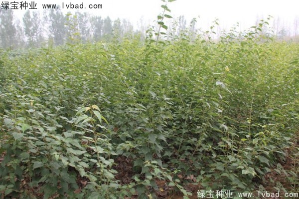 <a href='https://www.lvbad.com/linmuzhongzi/2200.html' target='_blank'>青榨槭种子</a>