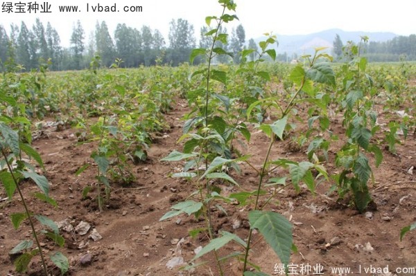 <a href='https://www.lvbad.com/linmuzhongzi/2200.html' target='_blank'>青榨槭</a><a href='https://www.lvbad.com/' target='_blank'>种子</a>