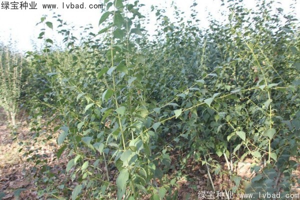 青榨槭<a href='https://www.lvbad.com/' target='_blank'>种子</a>