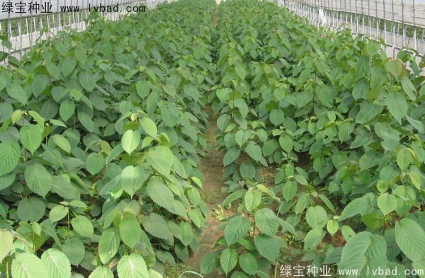 <a href='https://www.lvbad.com/linmuzhongzi/2203.html' target='_blank'>珙桐</a><a href='https://www.lvbad.com/' target='_blank'>种子</a>