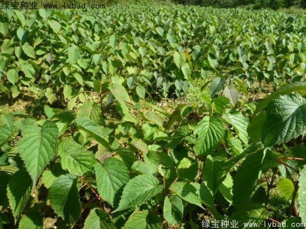 珙桐<a href='https://www.lvbad.com/' target='_blank'>种子</a>
