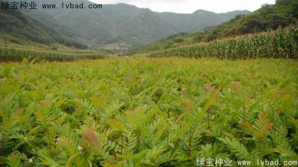 珙桐种子