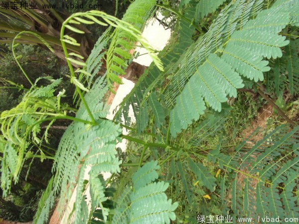 <a href='https://www.lvbad.com/linmuzhongzi/2204.html' target='_blank'>凤凰木</a><a href='https://www.lvbad.com/' target='_blank'>种子</a>