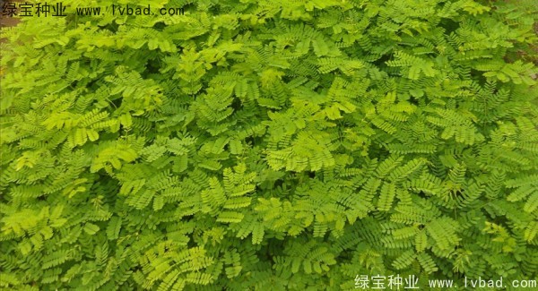 <a href='https://www.lvbad.com/linmuzhongzi/2204.html' target='_blank'>凤凰木种子</a>