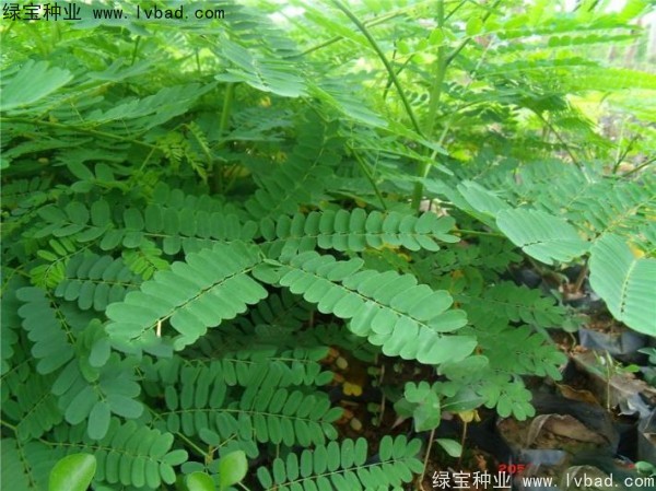 <a href='https://www.lvbad.com/linmuzhongzi/2204.html' target='_blank'>凤凰木种子</a>