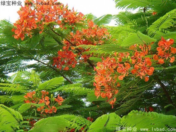 <a href='https://www.lvbad.com/linmuzhongzi/2204.html' target='_blank'>凤凰木种子</a>