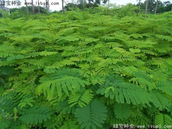 凤凰木<a href='https://www.lvbad.com/' target='_blank'>种子</a>