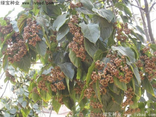 <a href='https://www.lvbad.com/linmuzhongzi/2205.html' target='_blank'>拐枣种子</a>