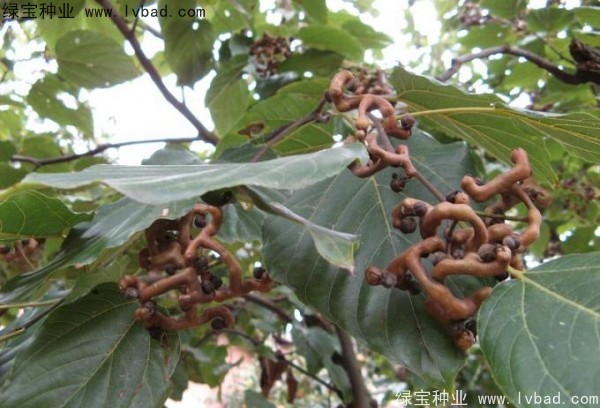 拐枣种子