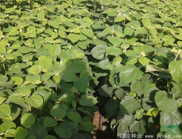 <a href='https://www.lvbad.com/linmuzhongzi/2205.html' target='_blank'>拐枣种子</a>