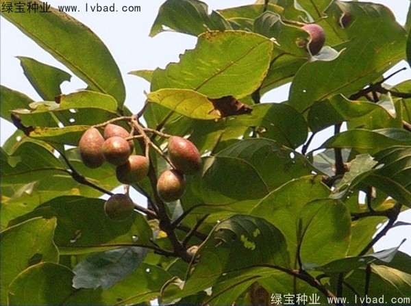 <a href='https://www.lvbad.com/linmuzhongzi/2206.html' target='_blank'>大金果种子</a>