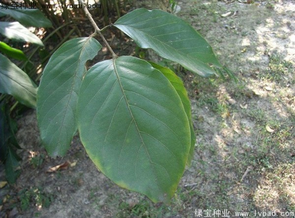 <a href='https://www.lvbad.com/linmuzhongzi/2206.html' target='_blank'>大金果种子</a>
