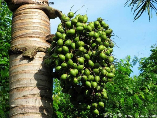 <a href='https://www.lvbad.com/linmuzhongzi/2207.html' target='_blank'>槟榔种子</a>