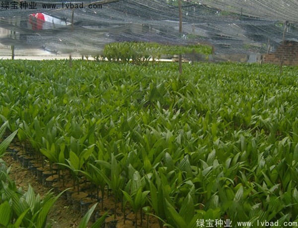 <a href='https://www.lvbad.com/linmuzhongzi/2207.html' target='_blank'>槟榔种子</a>