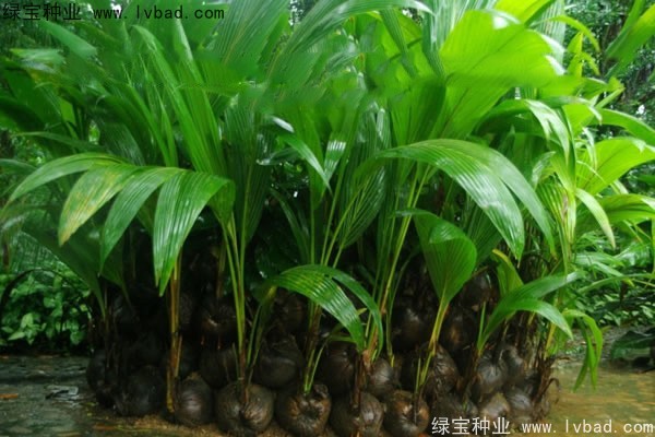 <a href='https://www.lvbad.com/linmuzhongzi/2207.html' target='_blank'>槟榔</a><a href='https://www.lvbad.com/' target='_blank'>种子</a>