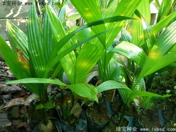 <a href='https://www.lvbad.com/linmuzhongzi/2207.html' target='_blank'>槟榔种子</a>
