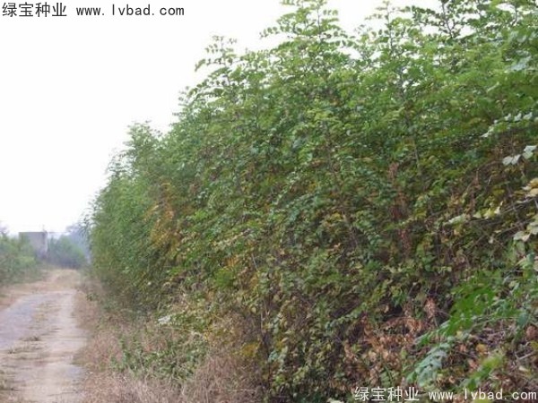 <a href='https://www.lvbad.com/linmuzhongzi/2208.html' target='_blank'>马甲子种子</a>