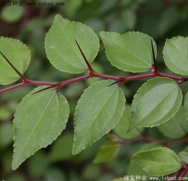 <a href='https://www.lvbad.com/linmuzhongzi/2208.html' target='_blank'>马甲子种子</a>
