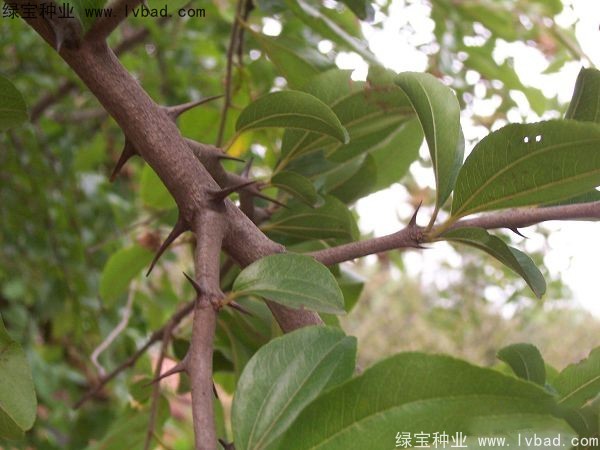 马甲子种子
