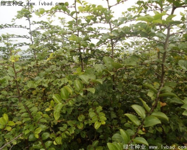 <a href='https://www.lvbad.com/linmuzhongzi/2208.html' target='_blank'>马甲子种子</a>