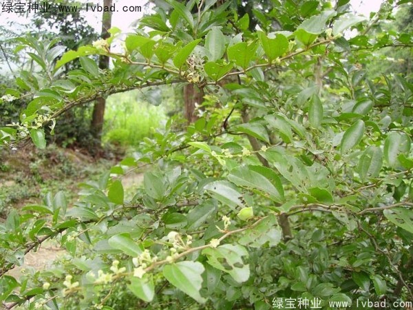 <a href='https://www.lvbad.com/linmuzhongzi/2208.html' target='_blank'>马甲子</a><a href='https://www.lvbad.com/' target='_blank'>种子</a>
