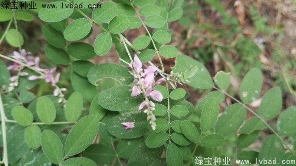 马棘<a href='https://www.lvbad.com/' target='_blank'>种子</a>