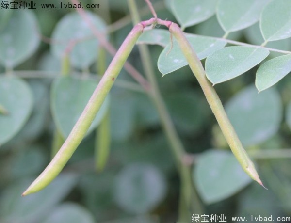 <a href='https://www.lvbad.com/linmuzhongzi/2209.html' target='_blank'>马棘种子</a>