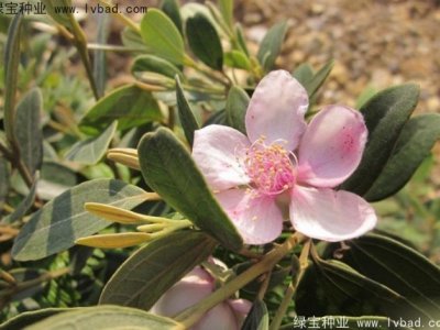 桃金娘种子