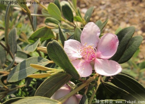 <a href='https://www.lvbad.com/linmuzhongzi/2210.html' target='_blank'>桃金娘种子</a>