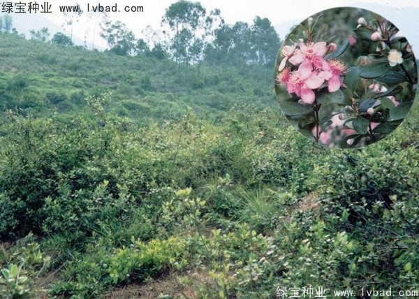 <a href='https://www.lvbad.com/linmuzhongzi/2210.html' target='_blank'>桃金娘种子</a>