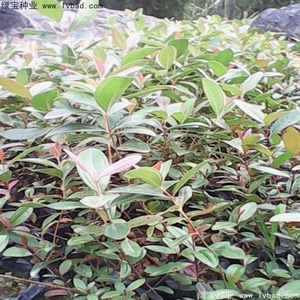 <a href='https://www.lvbad.com/linmuzhongzi/2210.html' target='_blank'>桃金娘种子</a>