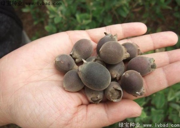 桃金娘种子