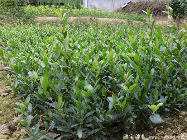 中华文母<a href='https://www.lvbad.com/' target='_blank'>种子</a>
