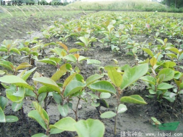 <a href='https://www.lvbad.com/linmuzhongzi/2211.html' target='_blank'>中华文母</a><a href='https://www.lvbad.com/' target='_blank'>种子</a>