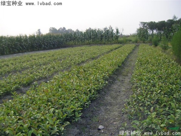 <a href='https://www.lvbad.com/linmuzhongzi/2211.html' target='_blank'>中华文母种子</a>