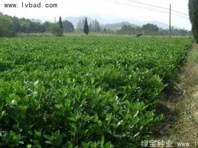 栀子花种子