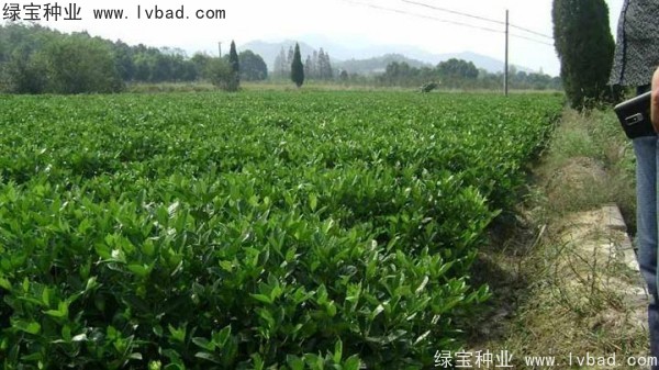 <a href='https://www.lvbad.com/linmuzhongzi/2212.html' target='_blank'>栀子花</a><a href='https://www.lvbad.com/' target='_blank'>种子</a>
