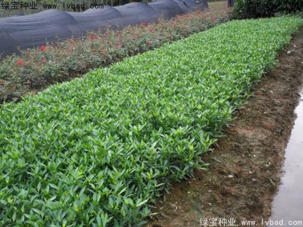 <a href='https://www.lvbad.com/linmuzhongzi/2212.html' target='_blank'>栀子花</a><a href='https://www.lvbad.com/' target='_blank'>种子</a>
