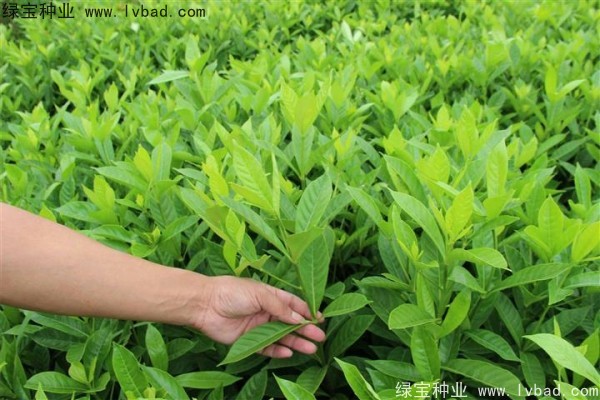 <a href='https://www.lvbad.com/linmuzhongzi/2212.html' target='_blank'>栀子花种子</a>