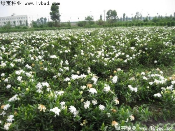 栀子花种子