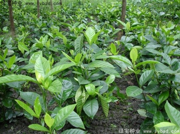 栀子花<a href='https://www.lvbad.com/' target='_blank'>种子</a>